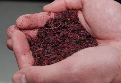 Pomace, which consists of the skins, pulp, seeds, and stems of berries after juicing, has so far had limited use and is often discarded. (© Huddersfield University)