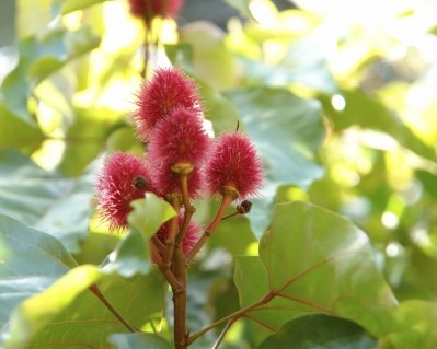 The current study used the DeltaGold annatto tocotrienol ingredient derived from Bixa orellana. Image: © iStockPhoto / Achim Prill