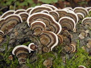 Mushroom compound PSP may boost cancer survival