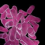 One probiotic strain is not like another when it comes to immune function, European researchers have found
