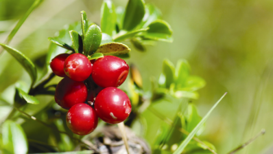 Lingonberries may block the effects of high-fat diet, suggests mouse study