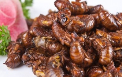 Crunchy insects anyone? How best to put them on a plate will be one of the subjects under discussion at our innovation conference