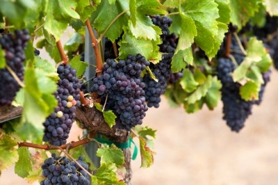 Nanoparticles may boost stability, bioavailability of resveratrol