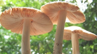 Wild mushrooms have higher antioxidant properties than their cultivated counterparts, according to Ethiopian researchers. Photo Credit: Srinivasan G. 