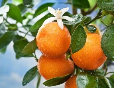 Science and IP builds around health benefits of citrus limonin glucoside