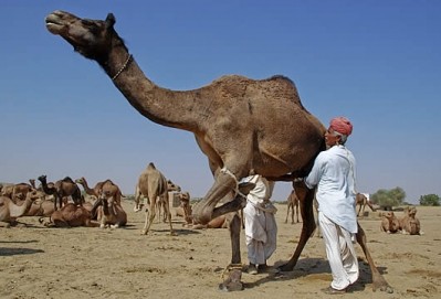 “This project could support the development of a profitable business for camel owners in the arid areas of Africa and Middle East, and it will provide ideas for the development of new products.”