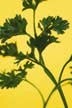 Western Parsley has antioxidant potential in fatty foods – study