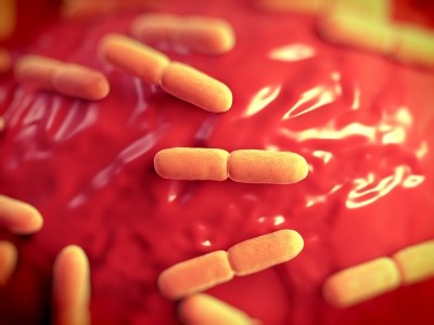 The bacteria most frequently exploited as probiotics are the Gram-positive Bifidobacterium and Lactobacillus families. ©iStock