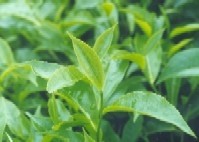 Green tea may limit fat intake