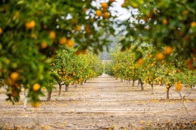 Givaudan's virtual reality tool 'transports' customers into an orange grove in California