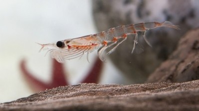 Aker BioMarine harvests its krill from the Antarctic ocean.  ©