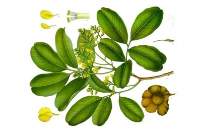  Pterocarpus marsupium by Franz Eugen Köhler, Köhler's Medizinal-Pflanzen, 1897 / Wikimedia Commons