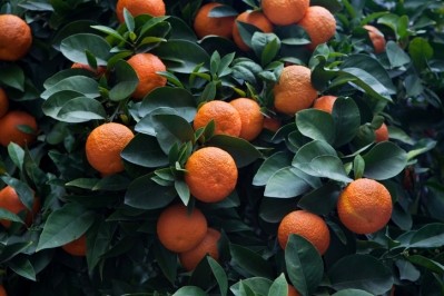Extracts of bitter orange (Citrus aurantium) are popular in sports nutrition and weight management supplements.  ©Getty Images - wrangel