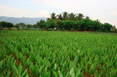 Sabinsa sources much of its turmeric raw material from farms in Tamil Nadu, India. Sabinsa photo.