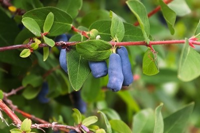 The haskap berry, also known as blue honeysuckle or honeyberry, is native to the boreal forests of the Northern Hemisphere. Mibelle Biochemistry sources its haskap from a cultivated source in Europe. © Akchamczuk / Getty Images