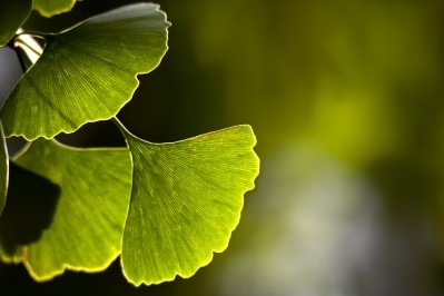 Review explores Ginkgo biloba’s ‘undervalued’ cardiovascular potential 