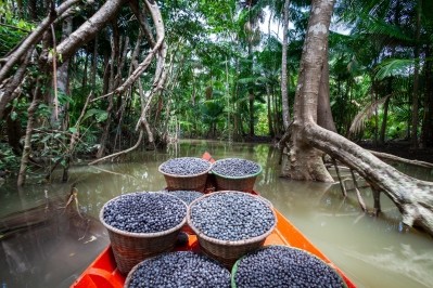 Fresh açaí berries gathered from the Amazon rainforest in Brazil © Paralaxis / Getty Images