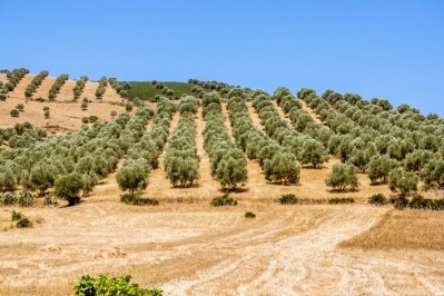 An olive grove in Morocco. ©Getty Images - pierivb
