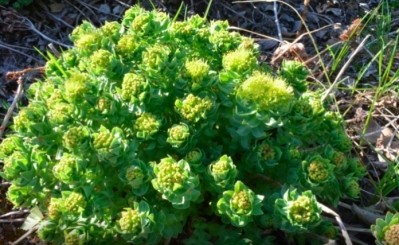 Publication outlines rhodiola adulteration and misidentification issues