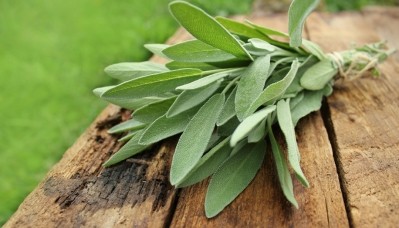Nexira will be launching two new products a year, with a sage extract product for memory health the latest example. ©iStock/Vaivirga