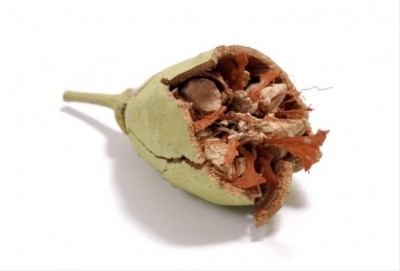 Baobab fruit shows promise for controlling glycaemia