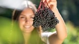 Black Elderberry extract inhibits the replication of SARS-CoV2 in vitro