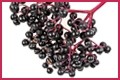 Iprona: Unlocking the health-promoting properties of elderberries