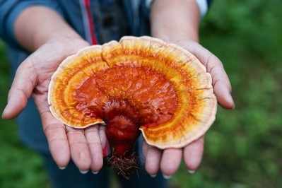 Reishi mushroom (Ganoderma lucidum) © bjdlzx / Getty Images 