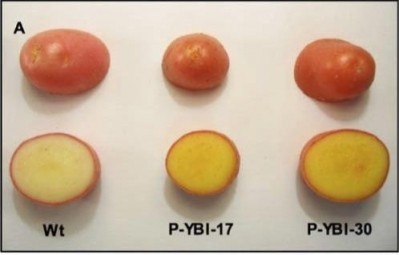 Golden potatoes, seen at right, are far richer in vitamins A and E. Picture credit: Courtesy of Mark Failla
