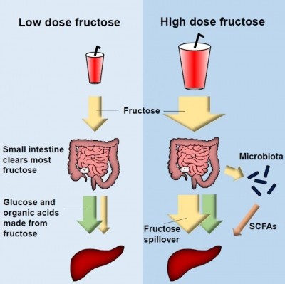 This graphical abstract depicts the findings of Jang et al., which show that it is actually the small intestine that clears most dietary fructose, and this is enhanced by feeding. High fructose doses spill over to the liver and to the colonic microbiota for metabolism.  Picture credit: Jang et al./Cell Metabolism 2018 