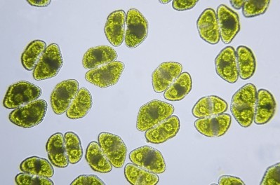 GettyImages - Chlorophyta algae / NNehring
