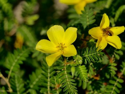 Tribulus terrestris L. is a creeping herb that is also known as Puncture Vine.   Image © yujie chen / Getty Images