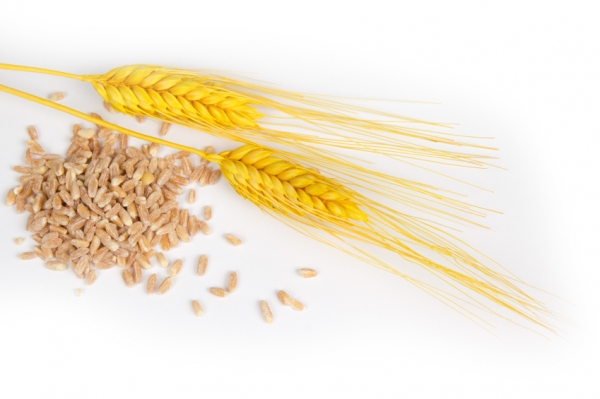 Wheat_grains_kernels