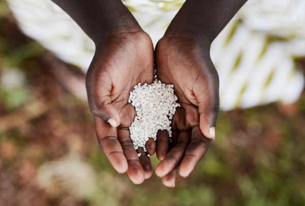 africa manutrition crops food security developing iStock.com borgogniels