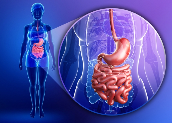 intestine-gut-stomach