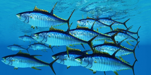 GettyImages-CoreyFord yellowfin tuna