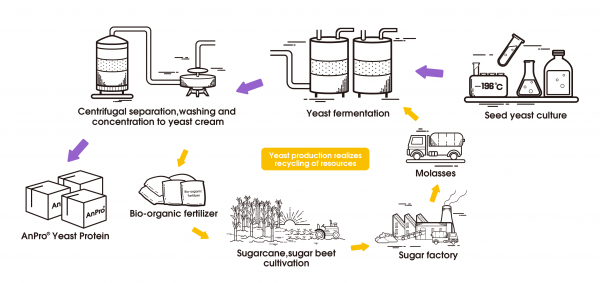 yeast recycling economy 1