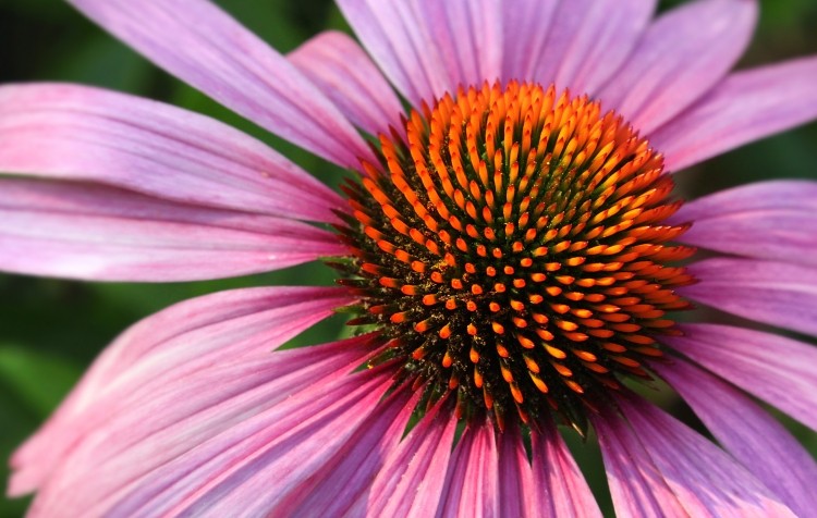 Echinacea is one of the extracts that Naturex has had certified as non GMO.