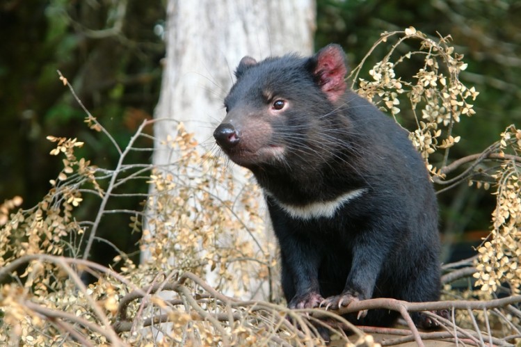 Tasmanian devils have six varieties of cathelicidins while humans­ have just one. ©iStock/altmarkfoto