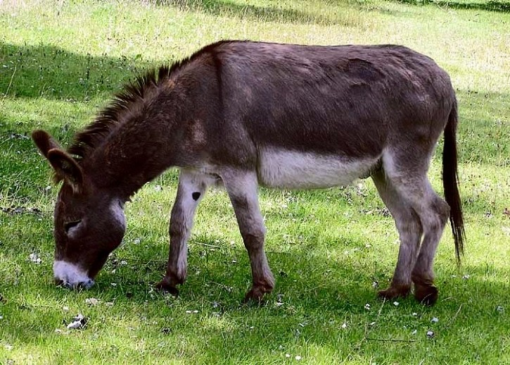 Does donkey dairy contain the key to longevity?