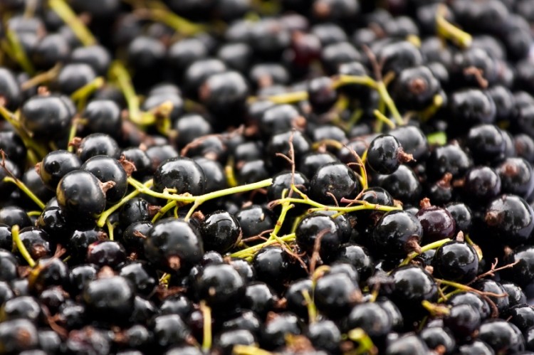Polyphenol-rich blackcurrant extract reduced number of mice with diet-induced severe steatosis (fatty liver), hypercholesterolaemia and hyperglycaemia