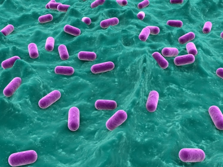 Probiotic bacteria may help battle foodborne Salmonella infections