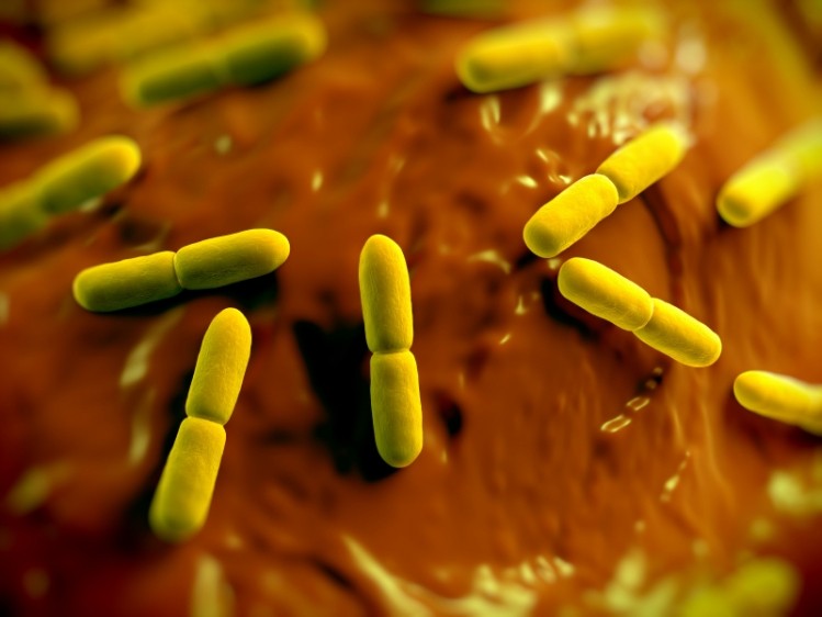 Alginate-starch encapsulation could aid probiotic survival