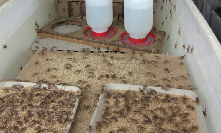 Raising crickets is still a very low-tech operation with lots of room for development, said Aaron Dossey, manufacturer of a cricket protein powder ingredient.