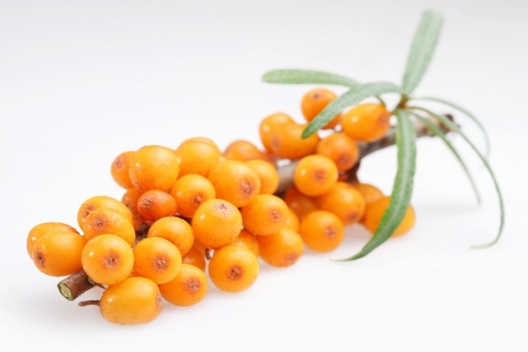 Food supplements like sea buckthorn may be required to produce new safety data