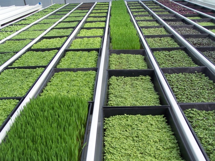 Microgreens provide a nutritional punch, with up to 40 times more vital vitamins and minerals than their mature counterparts
