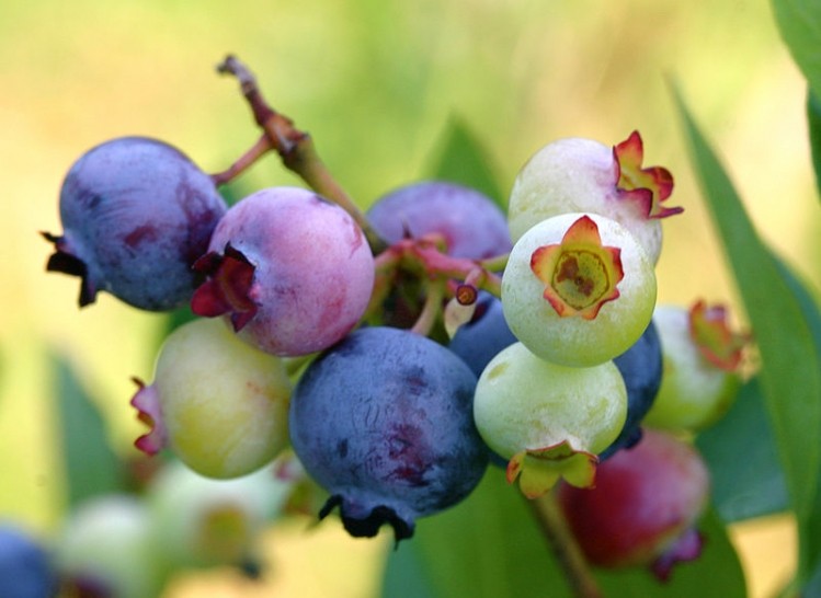Blueberries may protect DNA from damage: Human data
