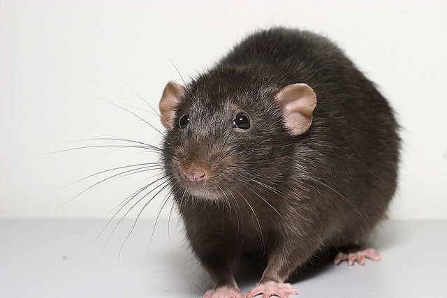 Probiotic strains reduce fatty liver condition and has an anti-inflammatory effect in obese Zucker rats, according to research. Photo credit: Alexey Krasavin. 