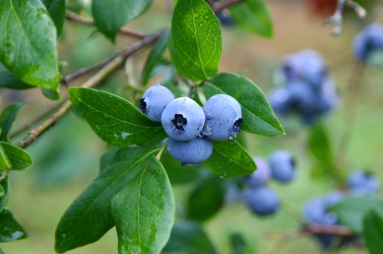 Bilberries are closely related to the North American blueberry but contain a very distinct anthocyanin profile. Bilberry extracts are relatively expensive. Image: © iStock
