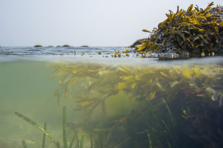 Thoughts now need to turn to making cost-effective onshore cultivation of bladderwrack a reality, say the Danish researchers. © iStock/indigojt